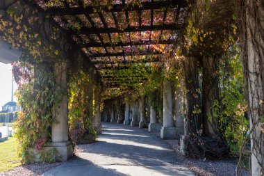 Sonbahar yapraklarıyla kaplı bir ağacın altındaki koridorun dikey görüntüsü. Antik çardağın sütunlarında sonbahar yaprakları