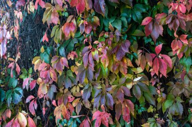 Vahşi üzümlerin renkli sonbahar yaprakları (Parthenocissus quinquefolia)