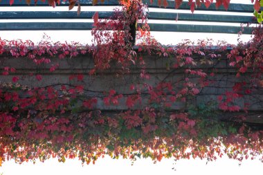 Parktaki pergola üzerinde sonbahar yaprakları.