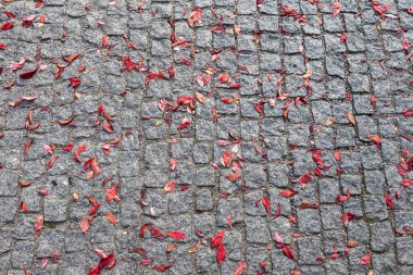 Kırmızı sonbahar yaprakları dökülmüş kaldırım taşı. Soyut arkaplan