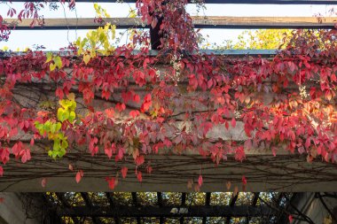 Parktaki pergola üzerinde sonbahar yaprakları.