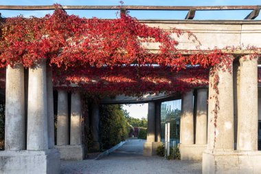 Sonbahar yapraklarıyla kaplı bir ağacın altındaki koridorun dikey görüntüsü. Antik çardağın sütunlarında sonbahar yaprakları