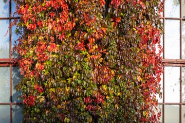 Sonbaharda yaban üzümünün kırmızı ve sarı yaprakları (Parthenocissus quinquefolia)