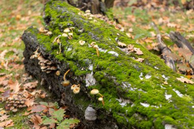 Ormandaki yaşlı bir ağaçta yetişen mantarlar. Seçici odak