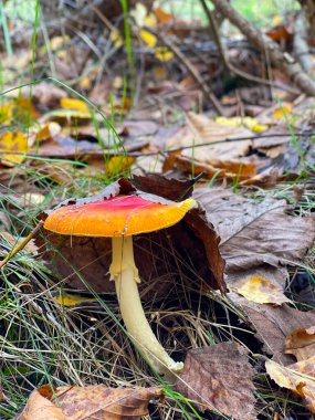 Amanita muscaria ya da sonbahar ormanlarında tarım mantarı uçurmak.