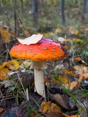 Amanita muscaria ya da sonbahar ormanlarında tarım mantarı uçurmak.