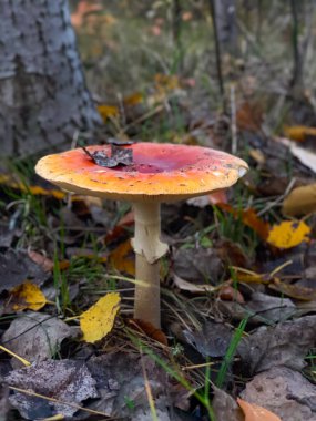 Amanita muscaria ya da sonbahar ormanlarında tarım mantarı uçurmak.