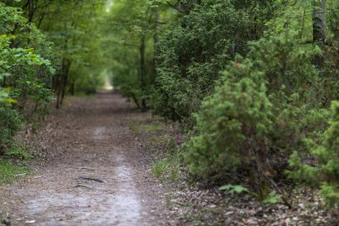 Yeşil yapraklı orman yolu.