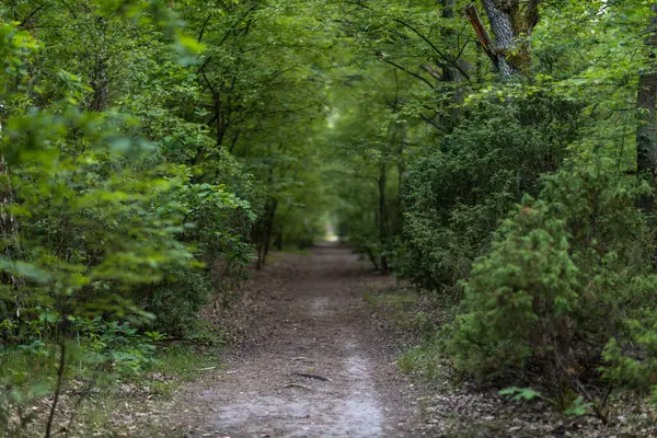 Yeşil yapraklı orman yolu.