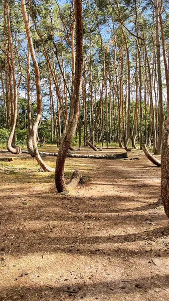 Eğri Orman 'da kavisli çam ağaçları 