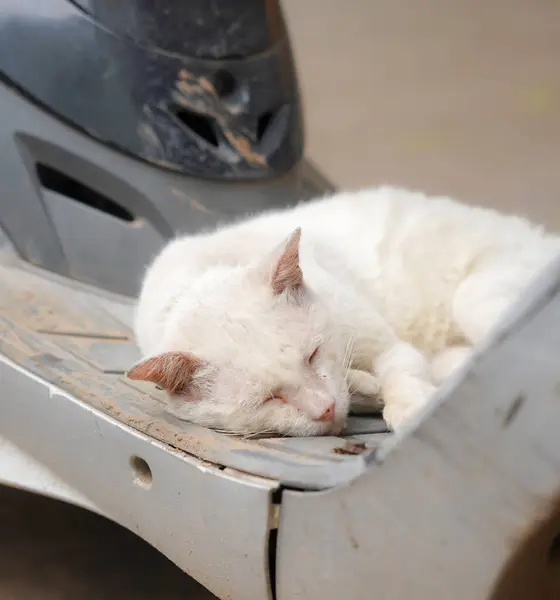 A cat with symptoms of infection by the Sarcoptes scabiei mite, also known as sarcoptic mange or scabies, on its face and ear. This highly contagious parasitic disease can affect both animals and human