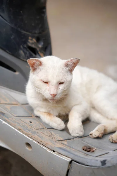 A cat with symptoms of infection by the Sarcoptes scabiei mite, also known as sarcoptic mange or scabies, on its face and ear. This highly contagious parasitic disease can affect both animals and human