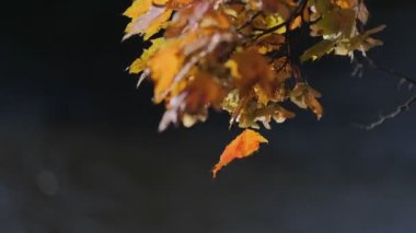 Rüzgarda çırpınan yapraklar. Yüksek kalite 4k görüntü
