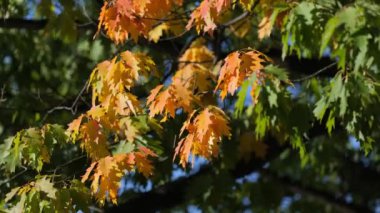 Rüzgarda çırpınan yapraklar. Yüksek kalite 4k görüntü