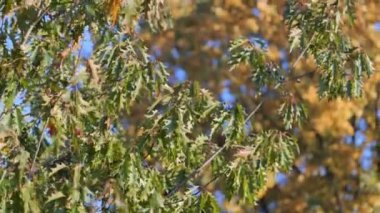 Rüzgarda çırpınan yapraklar. Yüksek kalite 4k görüntü