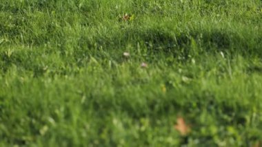 Sarı yapraklı yabani yeşil çimenler. Yüksek kalite 4k görüntü