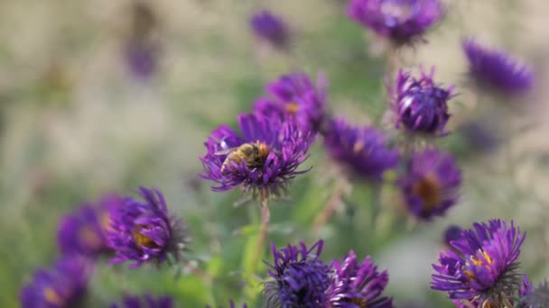 Пчела Фиолетовых Цветах Высокое Качество Кадров Лук Skoroda — стоковое видео