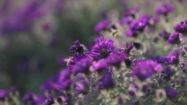 Včela Fialových Květinách Kvalitní Záběry Cibule Skoroda — Stock video