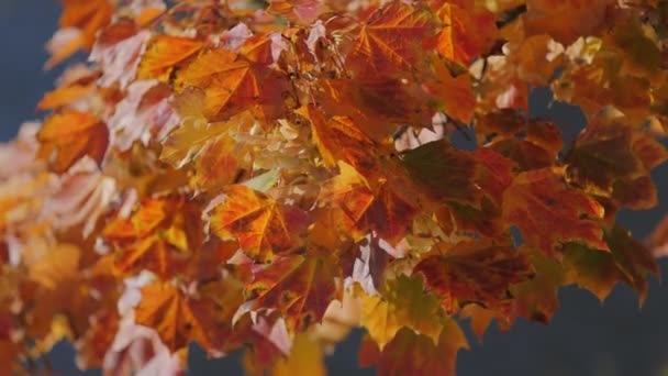 树叶在风中飘扬 高质量的4K镜头 — 图库视频影像