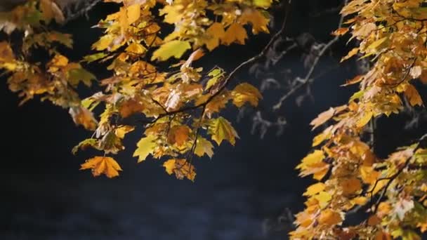 树叶在风中飘扬 高质量的4K镜头 — 图库视频影像