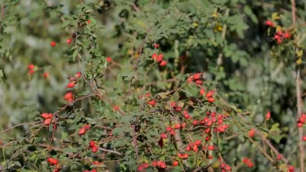 Rose Hips Green Background High Quality Footage — Stock Video