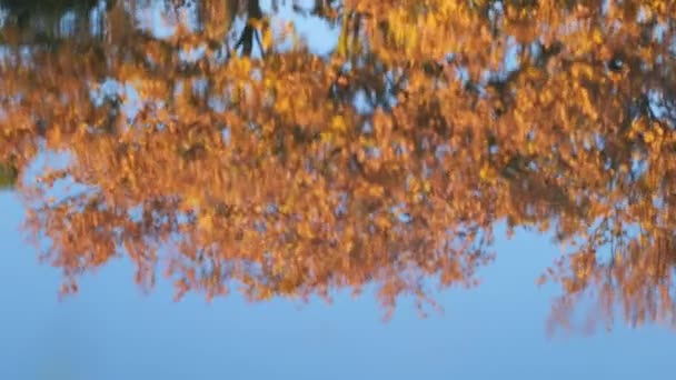 Leaves Fluttering Wind High Quality Footage — Stock Video