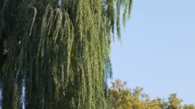 Rüzgarda çırpınan yapraklar. Yüksek kalite 4k görüntü
