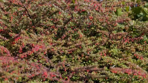 Rose Hips Green Background High Quality Footage — Stock Video