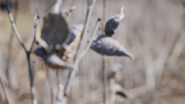 Дика Суха Квітка Полі Високоякісні Кадри — стокове відео