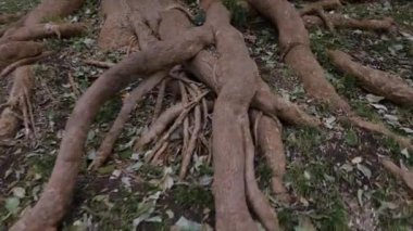 Banyan ağacının kökü. Stok fotoğrafı. Yüksek kalite 4K görüntü, İspanya