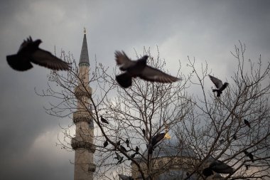 Türkiye 'nin İstanbul kentindeki Ortakoy Camii, zarif mimarisi hayranlık uyandıran bir şekilde dimdik ayakta duruyor. Ön planda, yalnız bir güvercin uçar ve olay yerine bir hareket hissi katar. Şey...