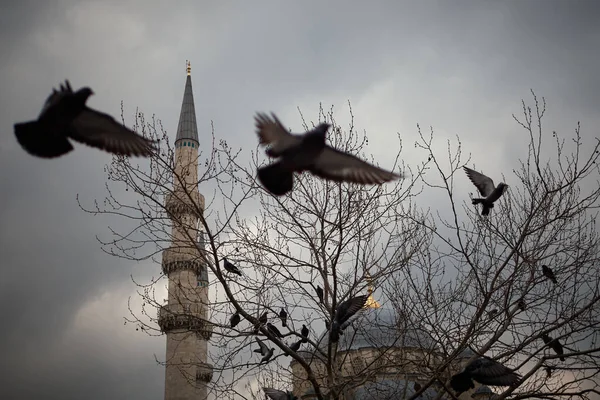 Türkiye 'nin İstanbul kentindeki Ortakoy Camii, zarif mimarisi hayranlık uyandıran bir şekilde dimdik ayakta duruyor. Ön planda, yalnız bir güvercin uçar ve olay yerine bir hareket hissi katar. Şey...