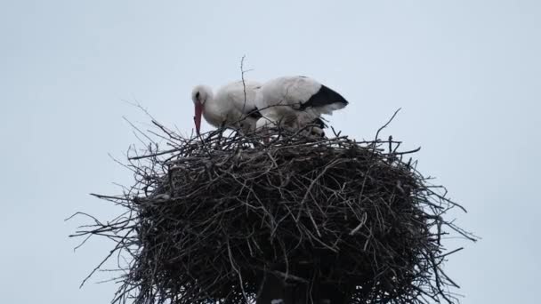 Nest Van Witte Ooievaar Ciconia Ciconia Met Daarin Twee Vogels — Stockvideo