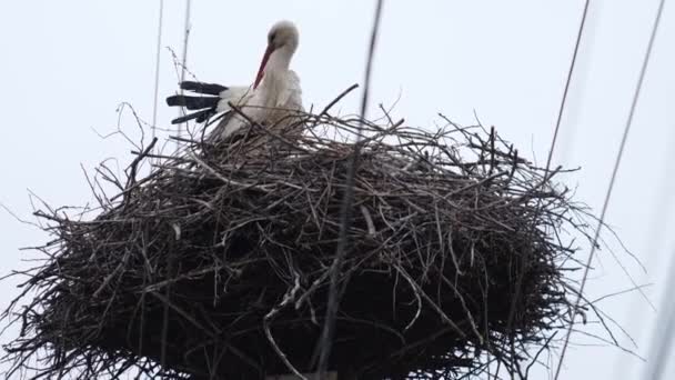 Nest White Stork Ciconia Ciconia Containing Two Birds One Them — Stock Video