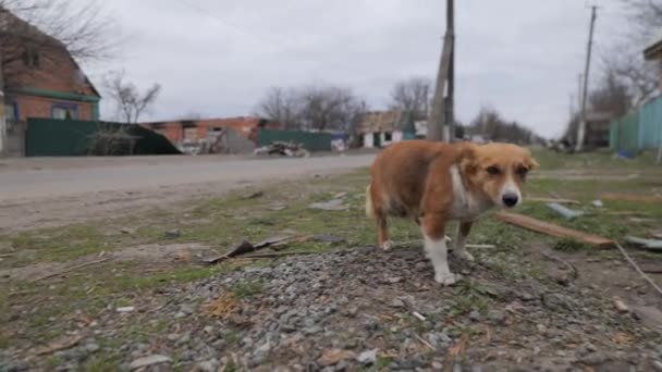 这段4K视频描绘了2022年战争动物的悲惨概念 揭示了在俄罗斯入侵乌克兰过程中令人难以忘怀的马的现实 这些动物既害怕又脆弱 — 图库视频影像