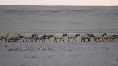 Çöl, büyük keçi sürüsü, koyun ve koç sürüsü. Suudi Arabistan. Yüksek kalite 4K görüntü.