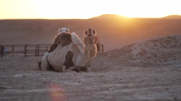 Καμήλες Στην Έρημο Της Σαουδικής Αραβίας Υψηλής Ποιότητας Πλάνα — Αρχείο Βίντεο
