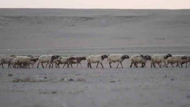 Désert Grand Troupeau Chèvres Moutons Béliers Arabie Saoudite Images Haute — Video