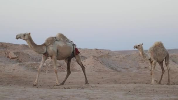 サウジアラビアの砂漠のカメル 高品質の4K映像 — ストック動画