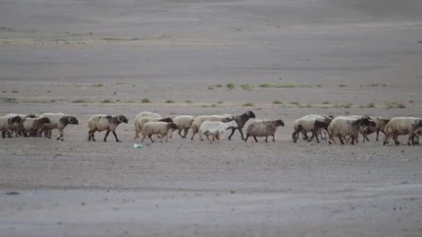 Gurun Kawanan Besar Kambing Domba Dan Domba Saudi Arabia High — Stok Video