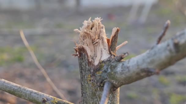 Broken Tree Bombing War Ukraine Heart Wrenching Image Depicts Broken — Stock Video