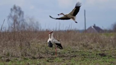 Chernihiv. Ukrayna 'da savaş. Beyaz bir Ciconia leyleğinin uçuşu. Yüksek kalite 4k görüntü