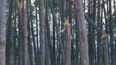 Bombalamadan dolayı kırılmış ağaç. - Savaş. Ukrayna. Yürek burkan görüntü, Ukrayna 'daki savaş sırasında meydana gelen bombalı saldırının zayiatını gösteren kırık bir ağacı tasvir ediyor. Chernihiv. Parçalanmış dallar ve yaralı gövdeler.