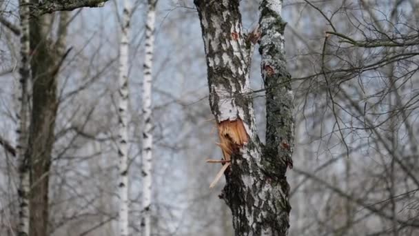 从轰炸中砍倒的树战争 乌克兰 令人心痛的画面描绘了一棵破碎的树 它是乌克兰战争期间轰炸的受害者 Chernihiv 断了的树枝和伤痕累累的树干 — 图库视频影像