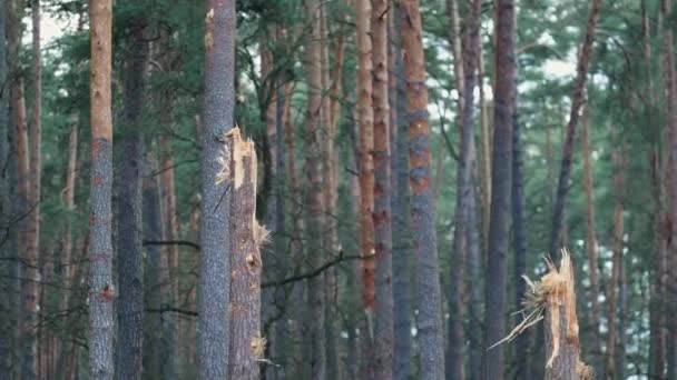 Σπασμένο Δέντρο Από Βόμβα Πόλεμος Ουκρανία Σπαραξικάρδια Εικόνα Απεικονίζει Ένα — Αρχείο Βίντεο