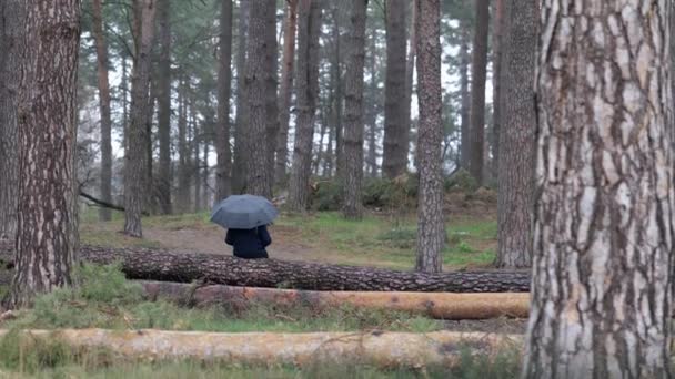 爆炸后 一个男人坐在一棵破碎的树上的一把雨伞下 乌克兰的战争 切尔尼科夫树干上断裂的树枝和伤疤有力地证明了对自然和自然的破坏性影响 — 图库视频影像