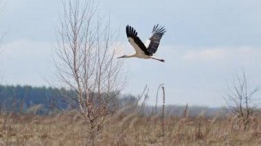 Chernihiv. Ukrayna 'da savaş. Beyaz bir Ciconia leyleğinin uçuşu. Yüksek kalite 4k görüntü
