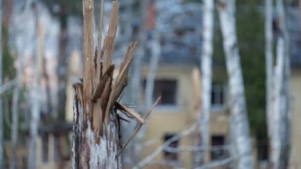 破壊された木々は 爆撃の後 彼らの間の家を破壊しました 戦争か ウクライナ 心を鼓舞するイメージは 壊れた木 ウクライナ戦争中の爆撃の犠牲者を描いています チェイニーヴィ イギリス — ストック動画