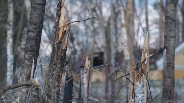 Zniszczone Drzewa Zniszczonymi Domami Między Nimi Bombardowaniu Wojna Ukraina Wzruszający — Wideo stockowe