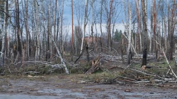 从轰炸中砍倒的树战争 乌克兰 令人心痛的画面描绘了一棵破碎的树 它是乌克兰战争期间轰炸的受害者 Chernihiv 断了的树枝和伤痕累累的树干 — 图库视频影像